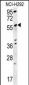 SPATA18 Antibody (N-term)